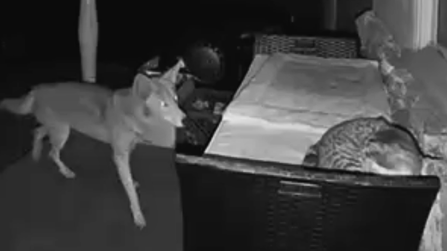 Downey cat